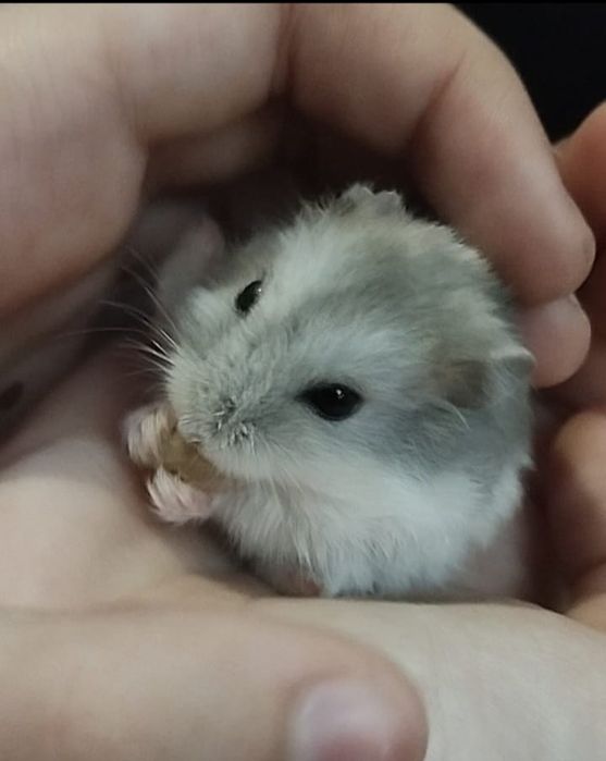 Хомячки девочка с контейнером