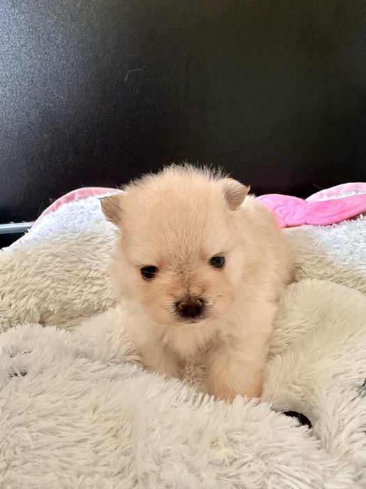 Pui Pomeranian - Rezervare