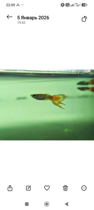 Рыбки аквариумные