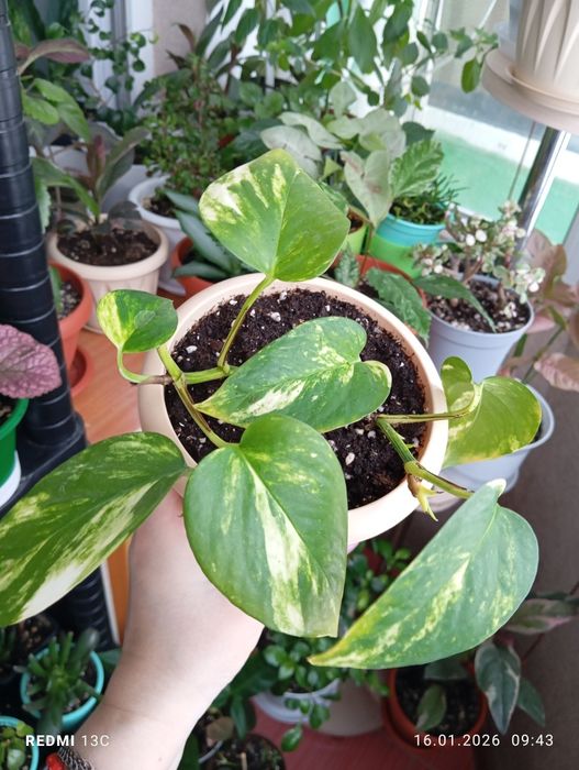 Продам комнатные растения