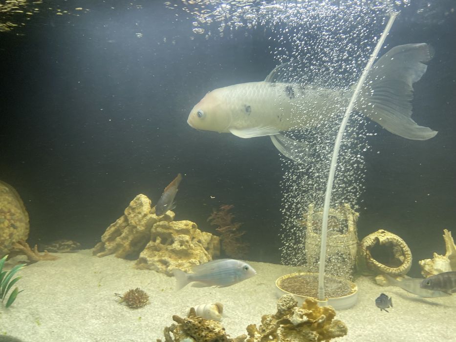 Продам карпа кои