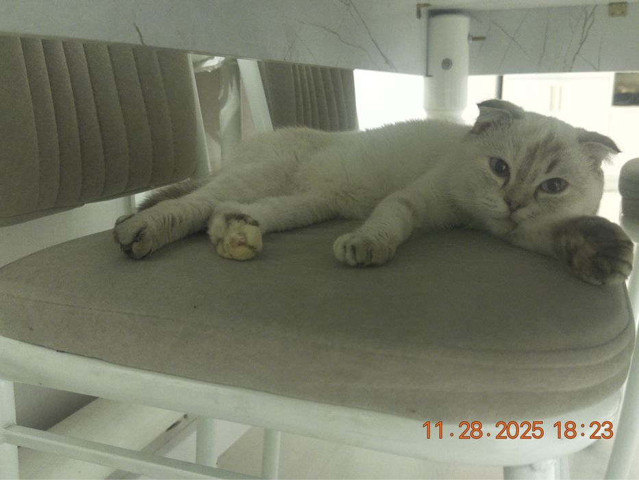 Вислоухая шотланка