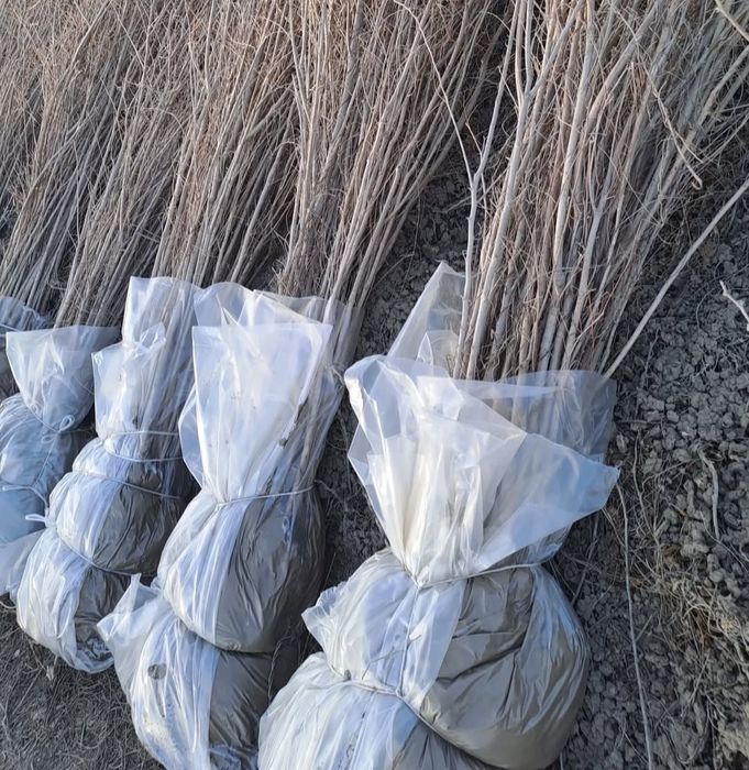 Саженцы, Тал сатылады