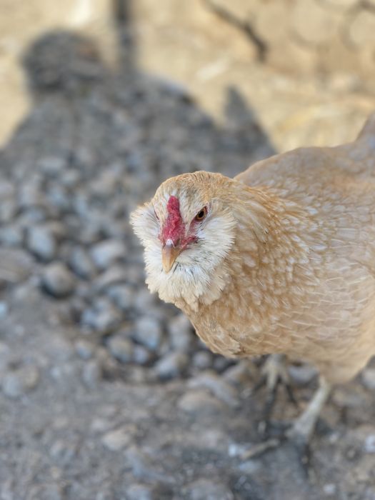 Oua araucana și ameraucana pt incubat