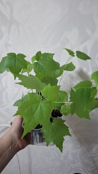 Продам комнатные цветы