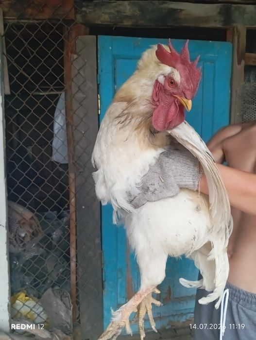 Продам красивого петуха молодой