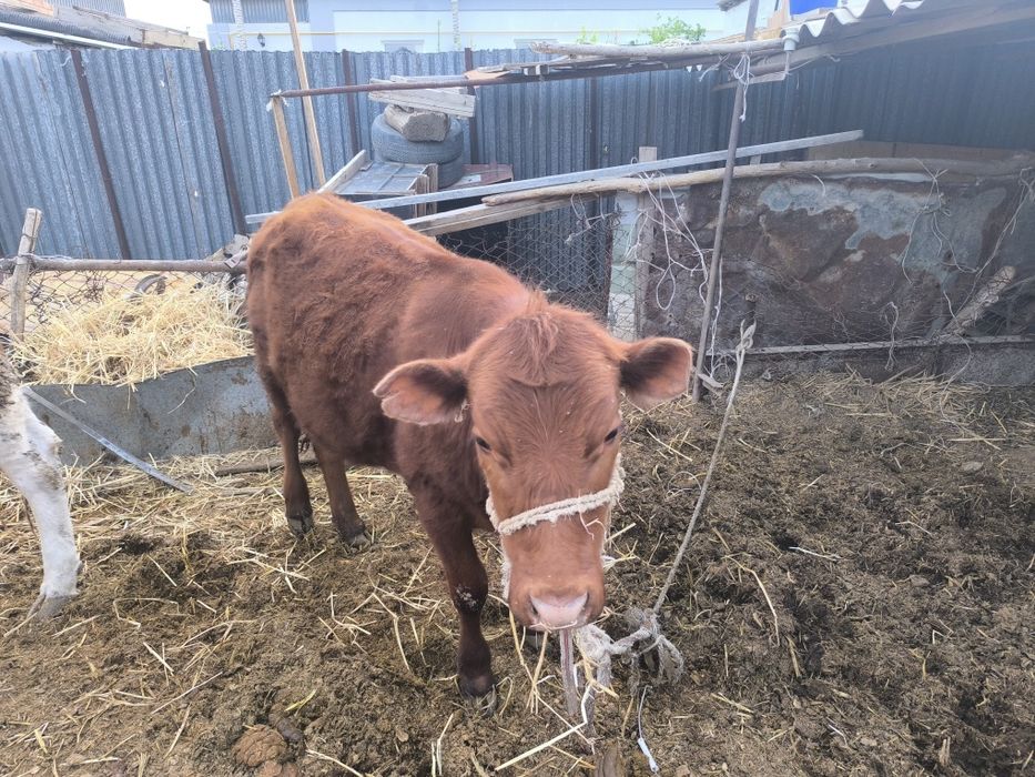 Қашар сатылады 350000