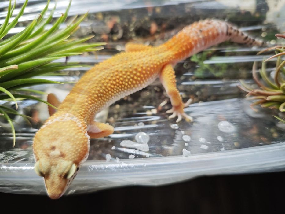 Эублефар, Танжерин