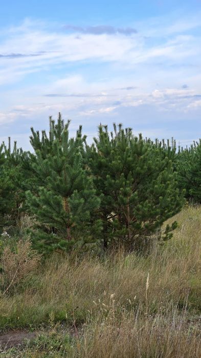 Сосны пушистые красивые