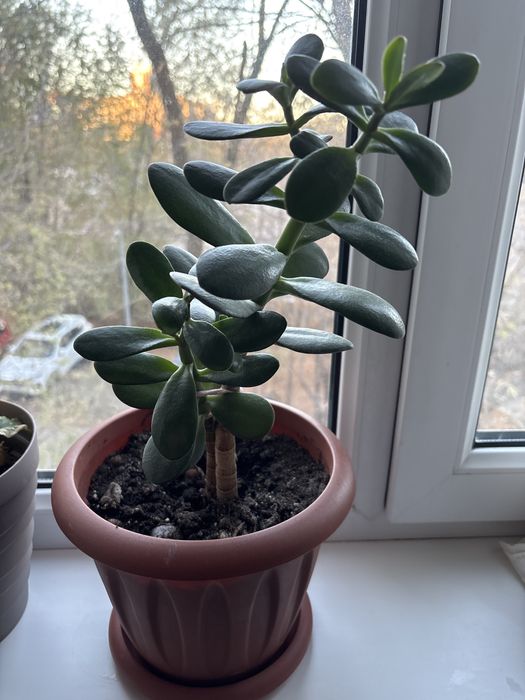 Комнатный цветок