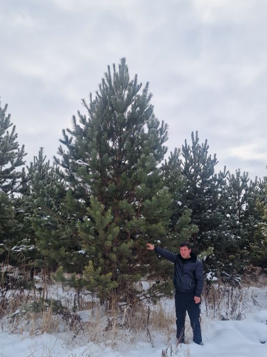 Крупномеры Ель тяньшань голубая сосна