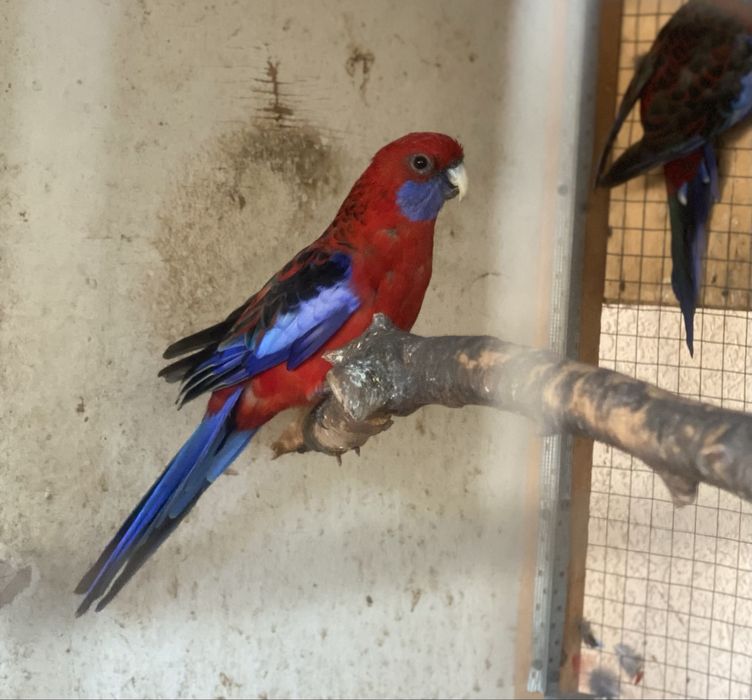 Pinant razella papugay sotiladi 150$ dan