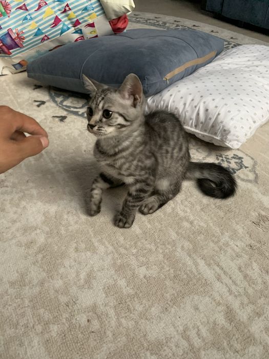 Продам котенка 3-4 месяцв