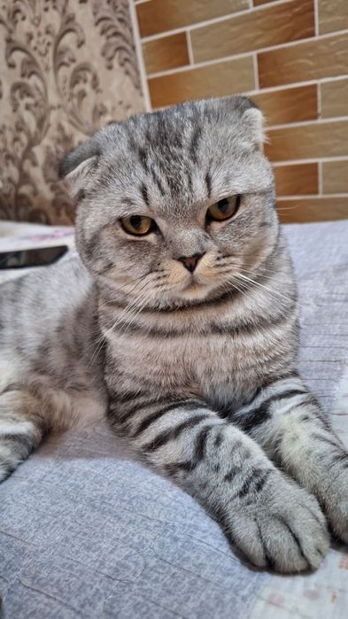 возраст 1год  кастрирован (недавно)