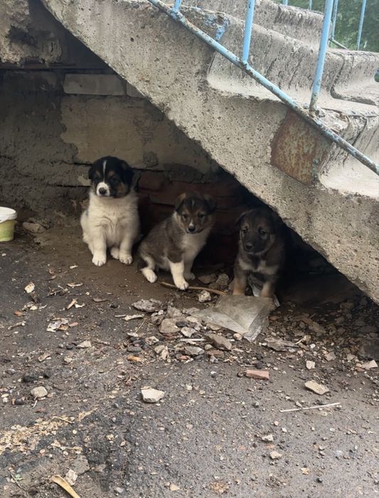 Отдам щенков в хорошие руки