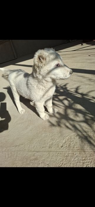 Срочно продам щенка