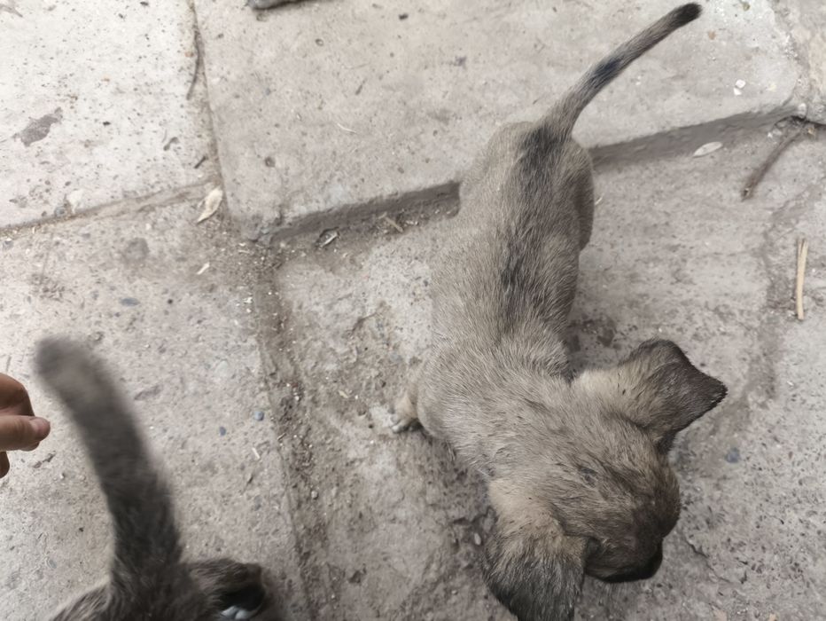 Щенки помесь Кане-корсо и хаски