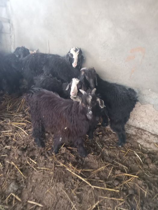 Шыбыштар лақтар сатылады.