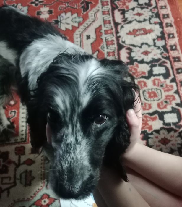 Пристраиваю собачку.