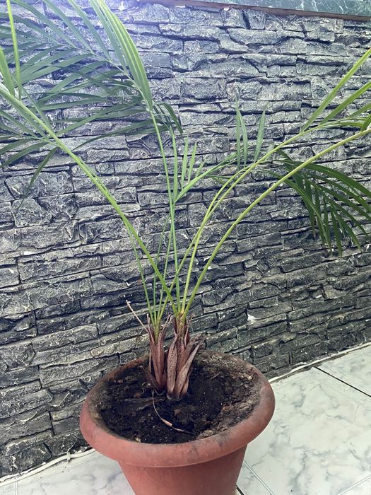 Пальма Дипсис, хризалидокарпус