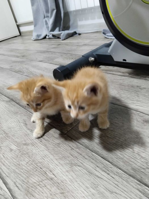 Отдам котят в хорошие руки