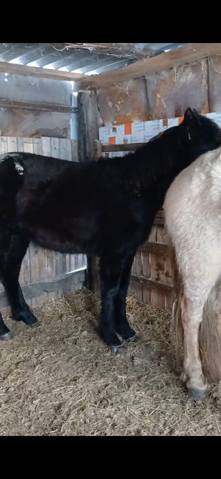 Продам  лошадей.