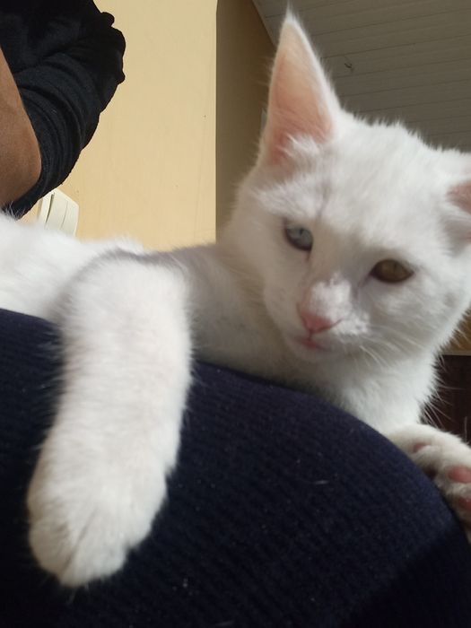 Мушукча сотилади зоти турк ангора