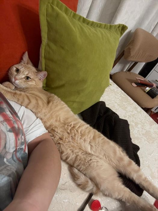 Отдам кошку в добрые руки