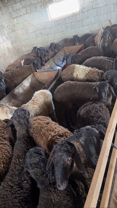 Семіз қойлар сатылады