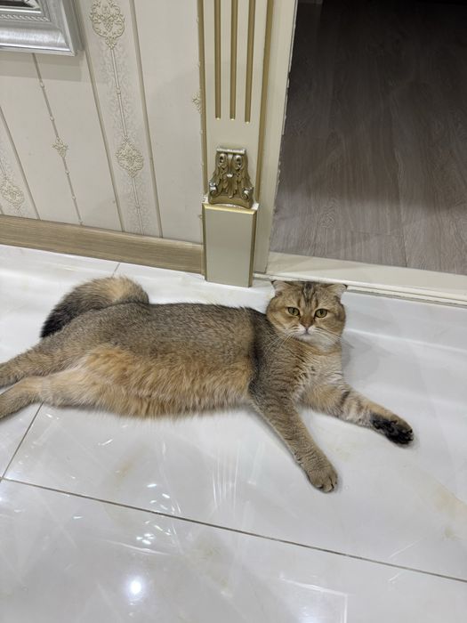 Вязка залатистый британский шиншилла