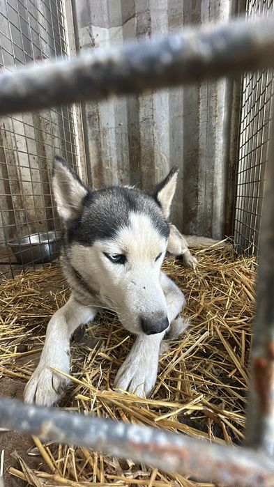 Девочка хаски стерильная ищет дом