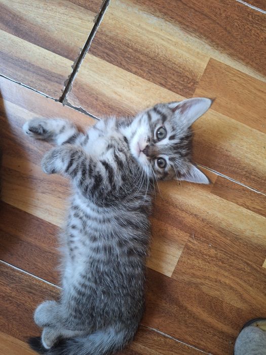 Котята скотиш страйт