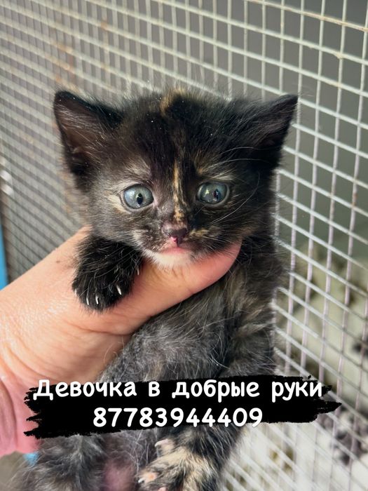 Котята в добрые руки