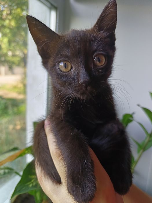 Отдам котят в добрые руки