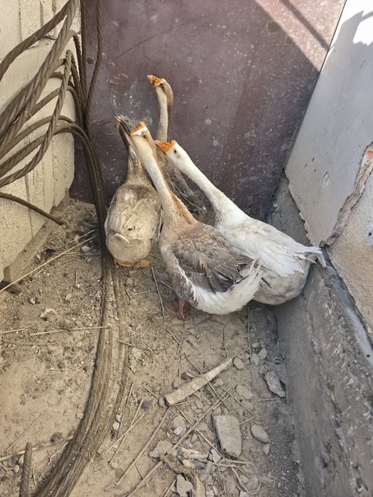 Продам гусей срочно