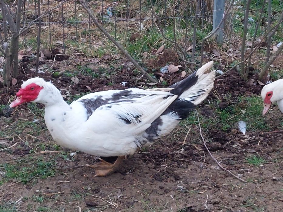 Vand 20 de rate mute tinere