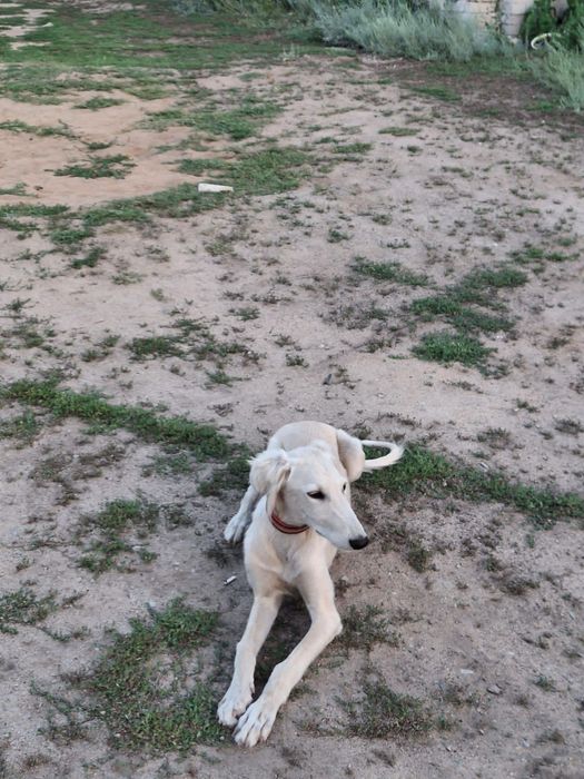 Тазы ит сатылады