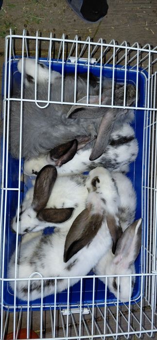 Клолики  бабочки