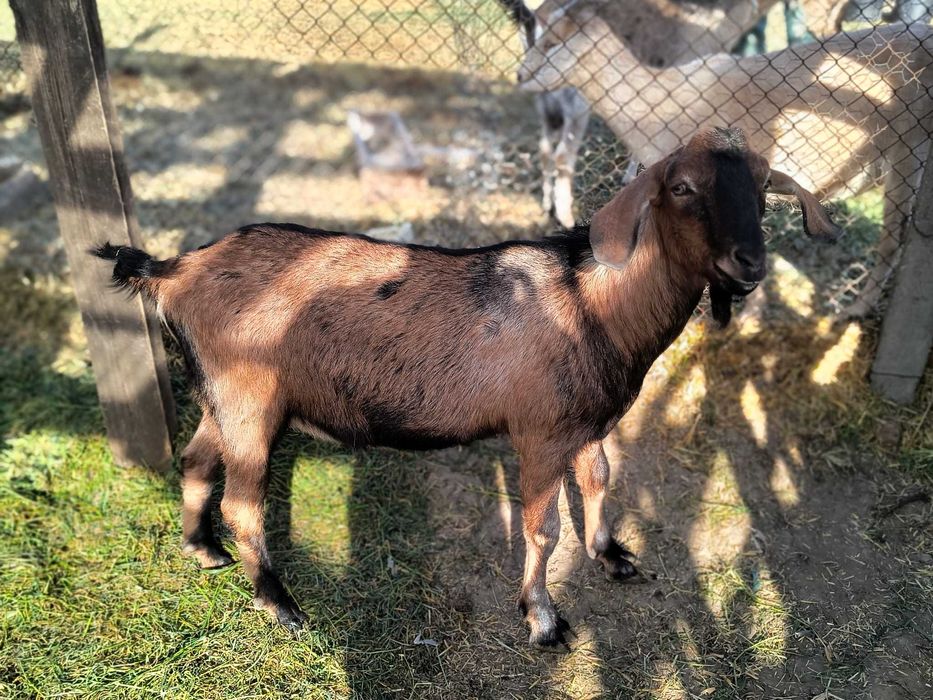 Vând sau schimb țap și capra