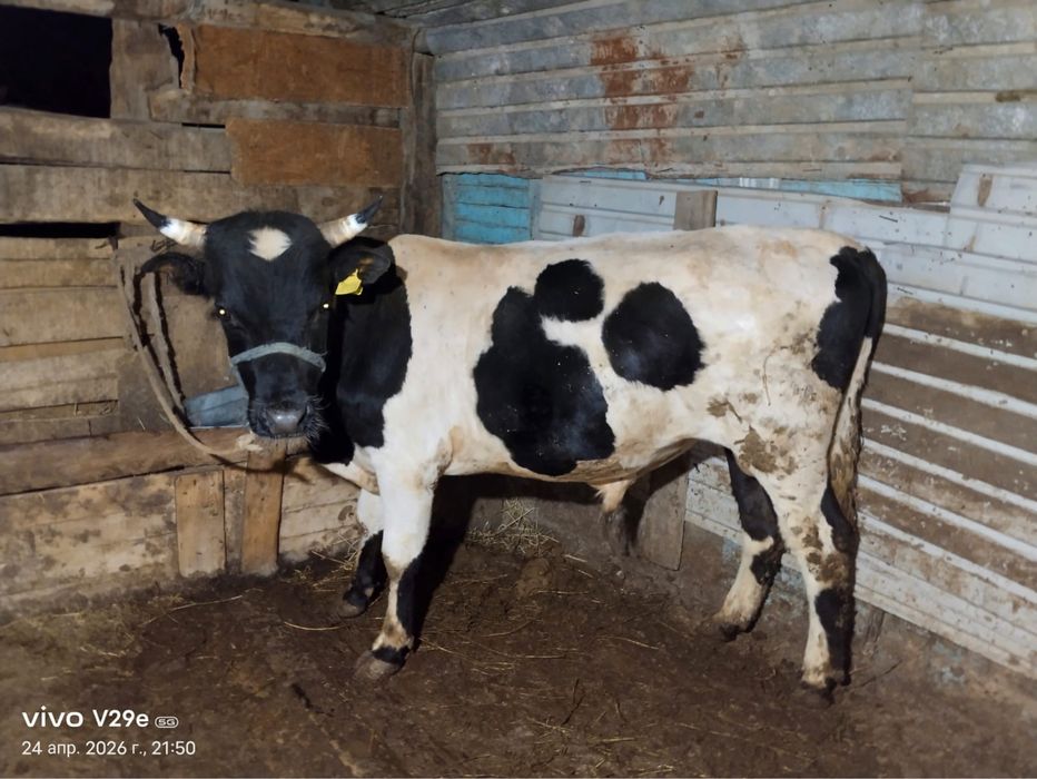 Бұқа стау бык на продажу