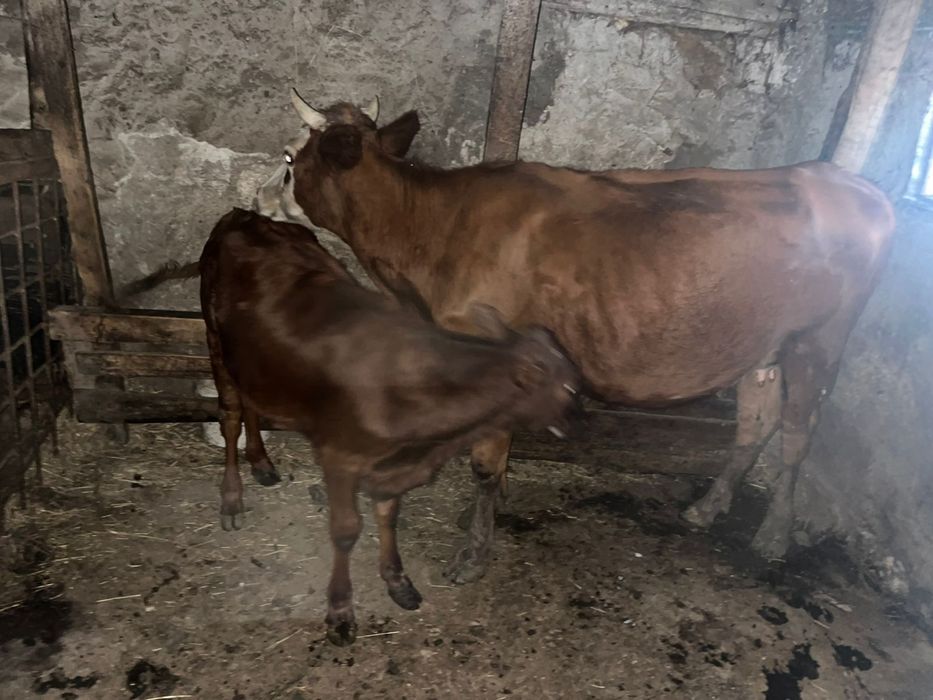 Продаётся корова с теленком