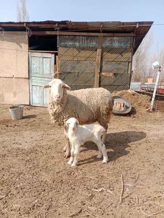 Срочно продам срочно