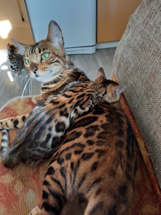 Продам бенгальского котенка. Девочка и мальчик.