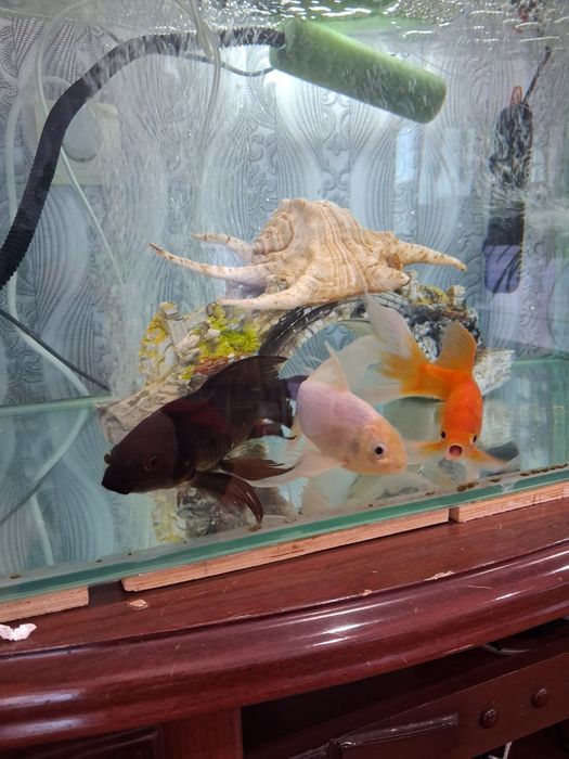 Продам аквариум с золотой рибками