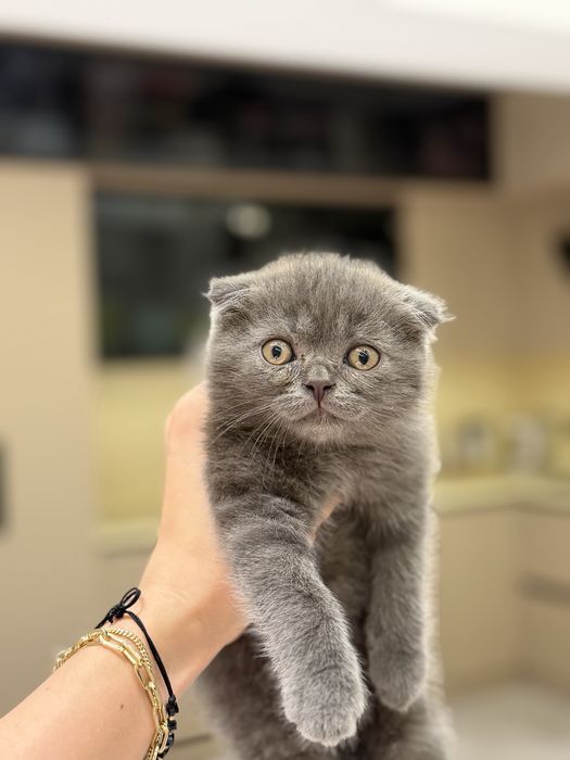 Продаётся котёнок