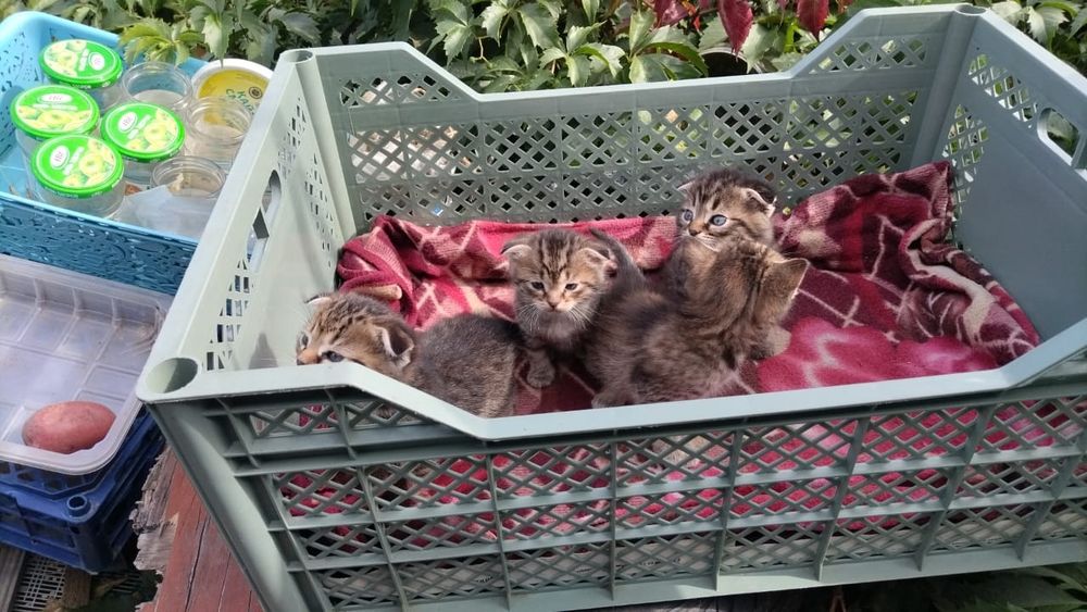 отдам котят веслоухих