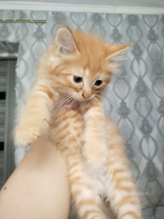 Рыжие котята девочки ищут дом