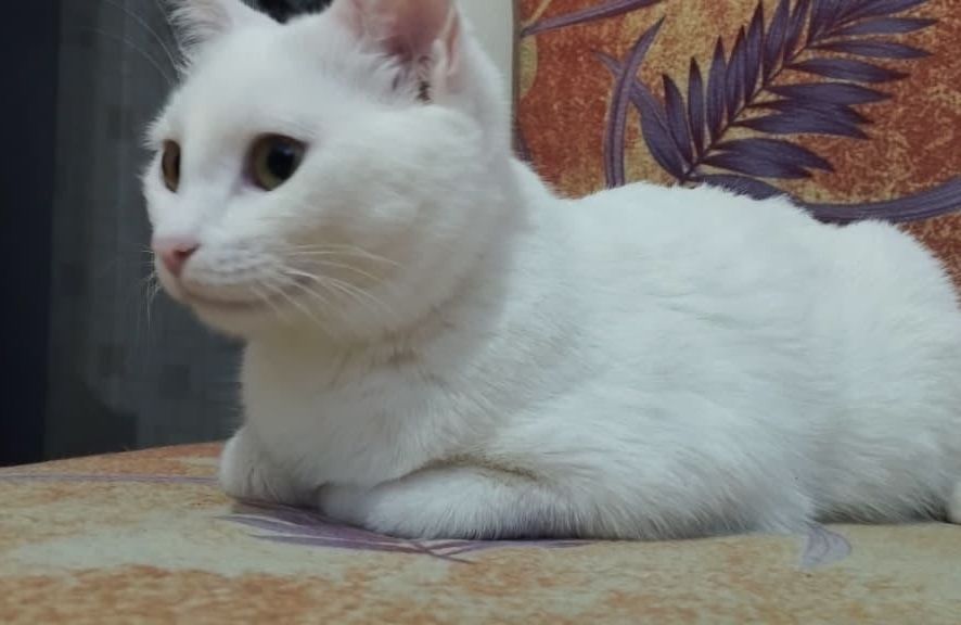 Белая кошечка пол года