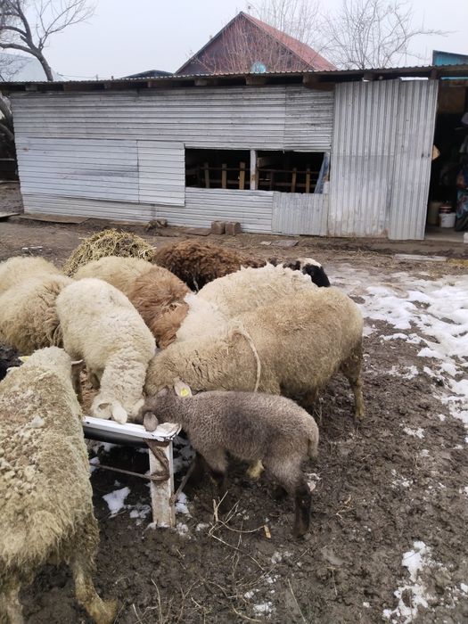 Продам маток с ягнатами домашних жирных.