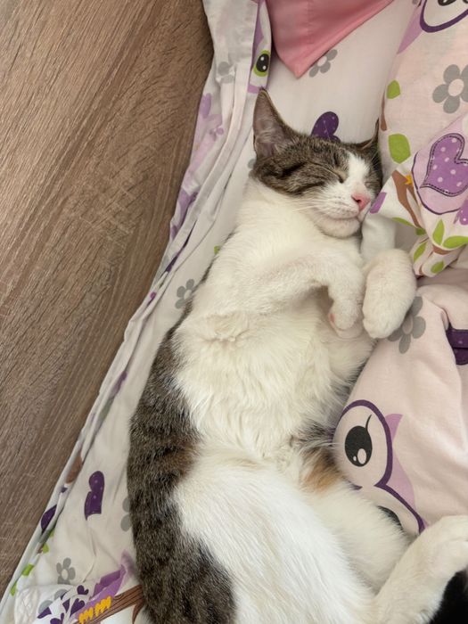 Котенце на около 7-8 месеца . За осиновяване